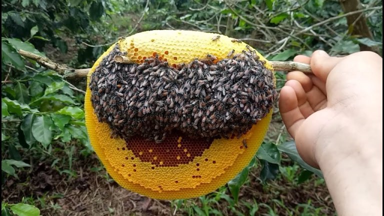 Mật ong rừng